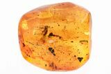 Detailed Fossil True Midge (Chironomidae) in Baltic Amber #346631-1